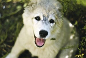 脱毛後に剃り残しがどれくらい気になるかについて教えてください？