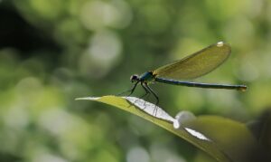 vio脱毛3回目の効果はどれくらい？